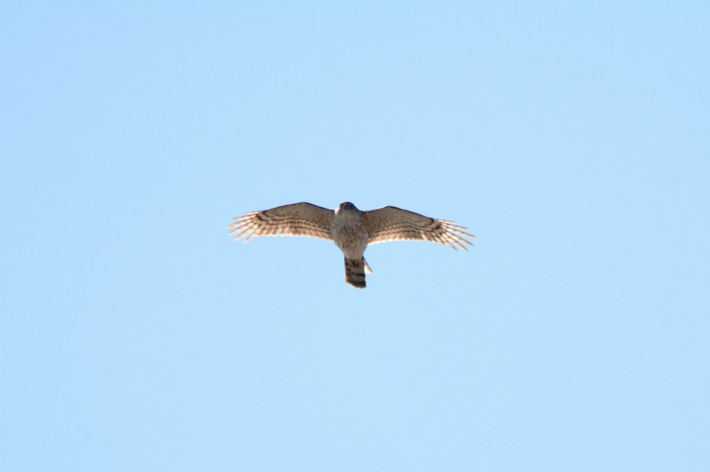 Hawk, Sharp-shinned, 2016-05098261 Parker River NWR, MA.JPG - Sharp-shinned Hawk in flight. Parker Riverr National Wildlife Refuge, MA, 5-9-2016